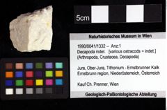 Foto (Objket + Etiketten) von Decapoda indet. 